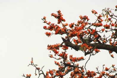 Hoa gạo nở đốt cháy góc trời Hà Nội